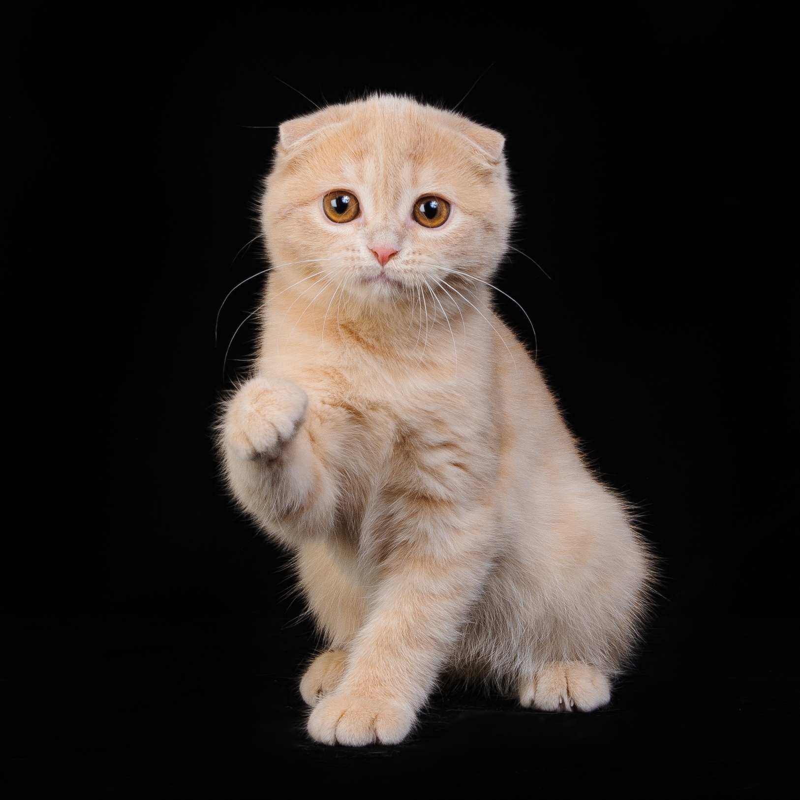 Шотландская вислоухая кошка бежевая - картинки и фото koshka.top