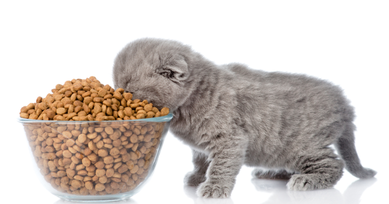 Что можно котенку из еды. Корм. Корма для животных. Корм для кошечек. Еда для котов.