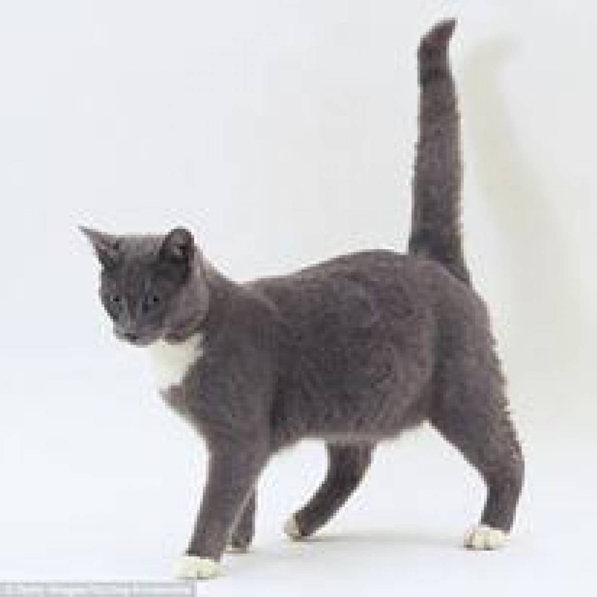 Порода кошек с кривым хвостом - картинки и фото koshka.top
