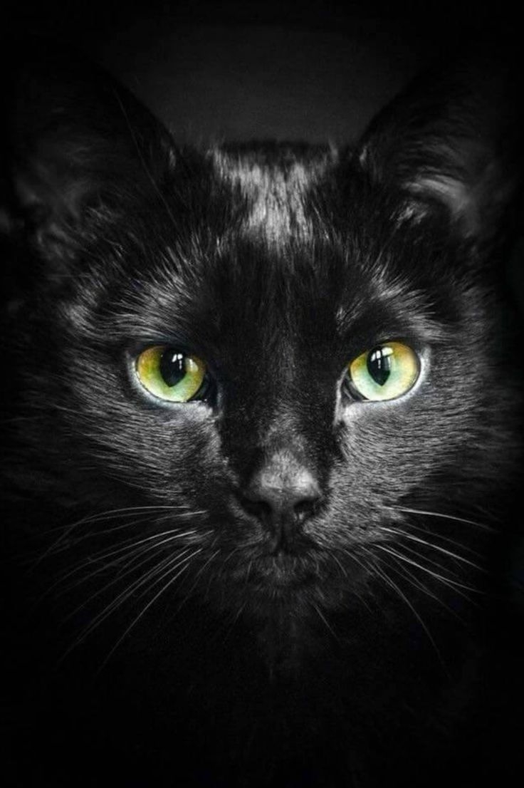 Красивая черная кошка с зелеными глазами