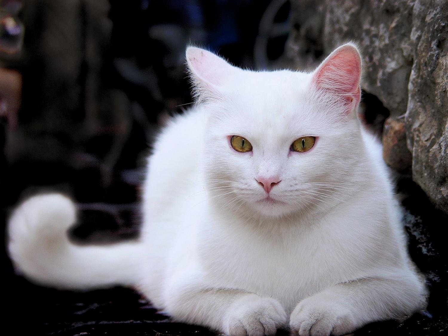Какая порода белых котов. Ангорская кошка короткошерстная. Турецкая ангора кошка короткошерстная. Анатолийская ангора. Анатолийская турецкая короткошерстная.