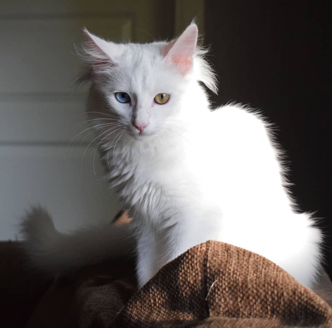 Белая кошка с разными глазами фото