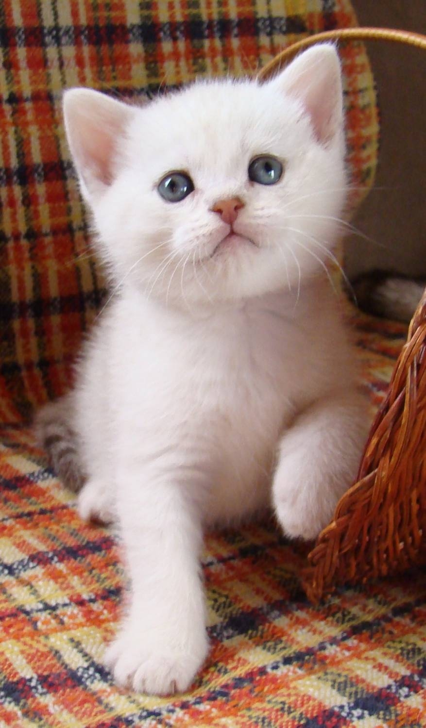 Британский прямоухий кот белый