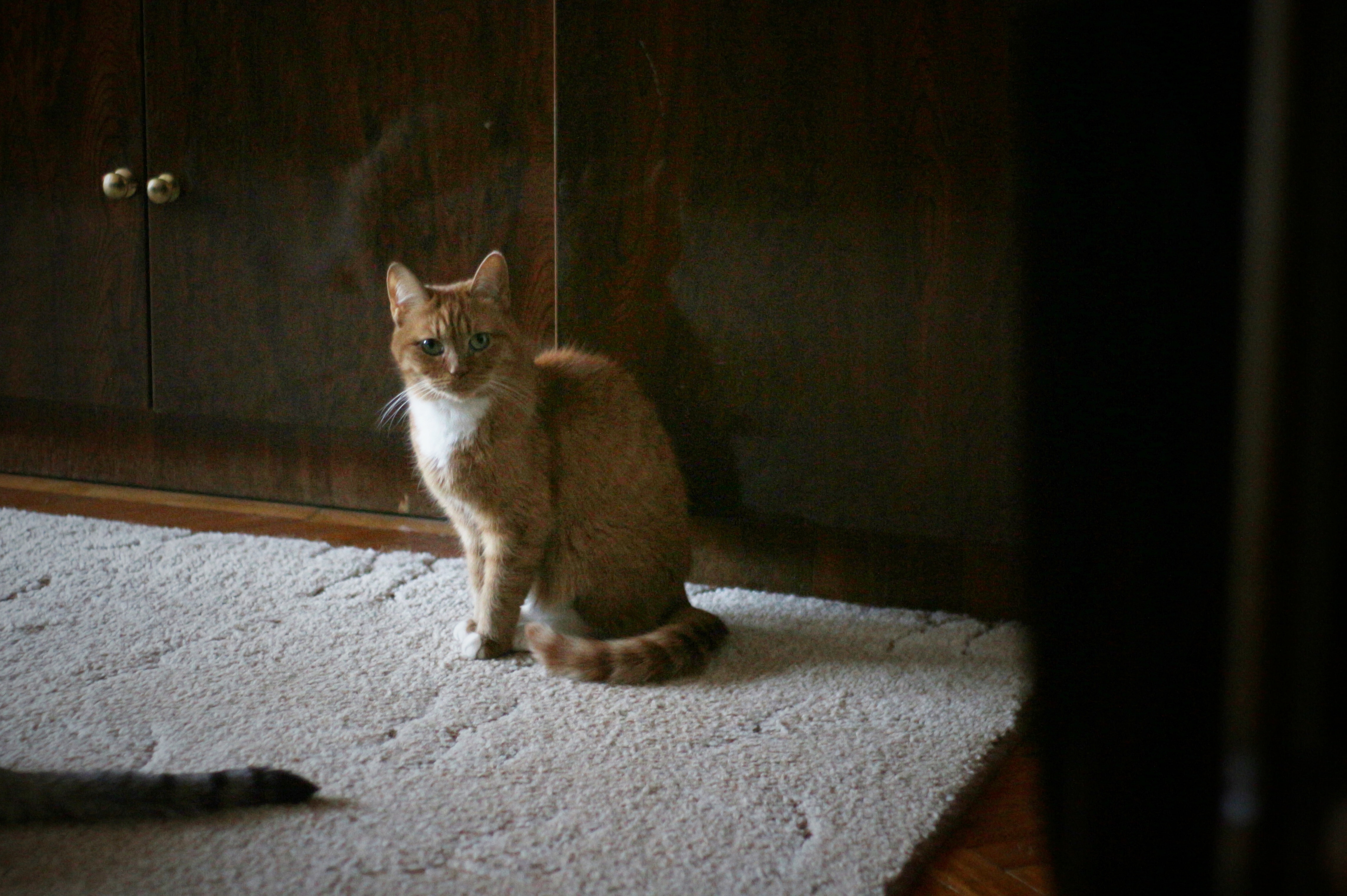 Кот метит территорию в доме. Кот метит территорию. Кот метит в квартире. Кот метит звук. Как метят коты.