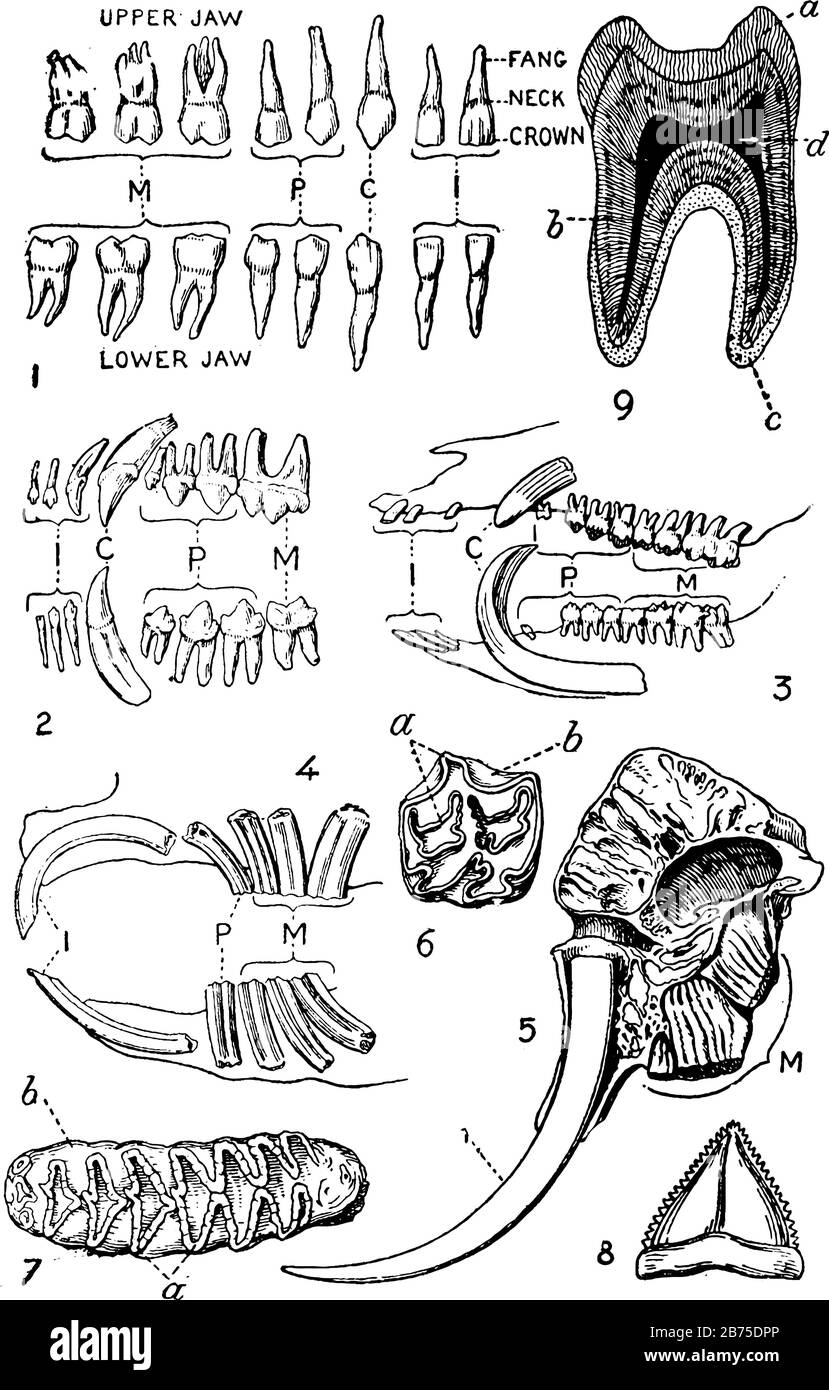 Зубы коровы рисунок