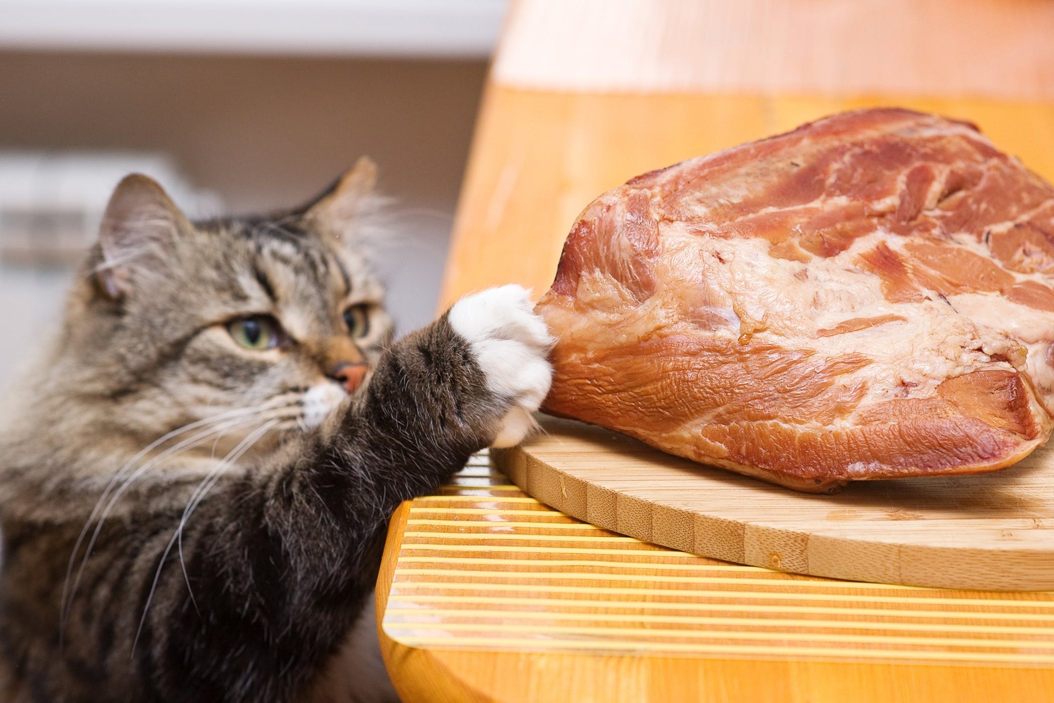 В хлебе есть мясо. Котик с едой. Кот ворует. Кот ворует со стола.