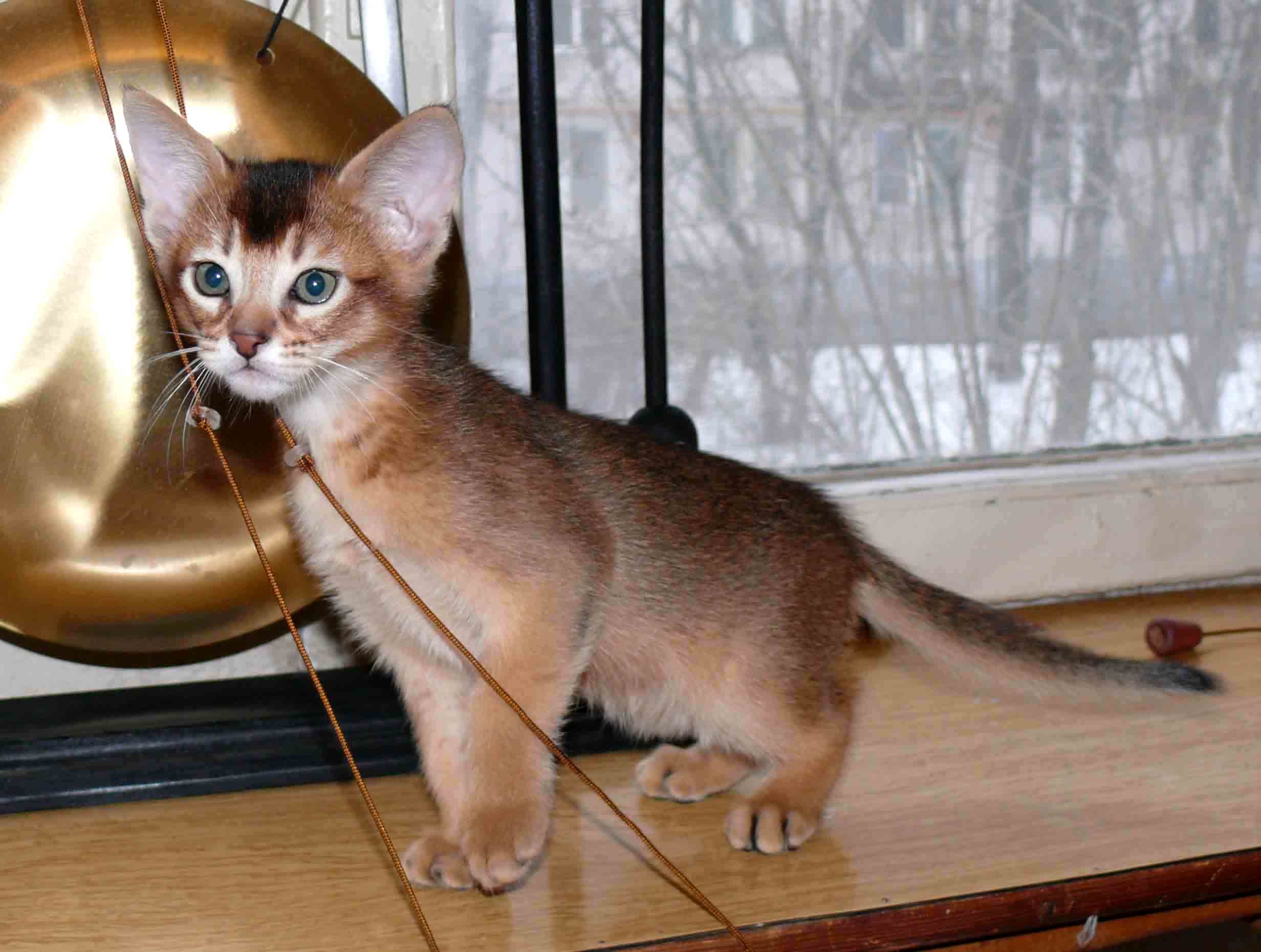 Котята похожи на кошку. Абиссинская Пума. Абиссинский кот. Абиссинская кошка мини Пума. Вислоухий абиссинец.
