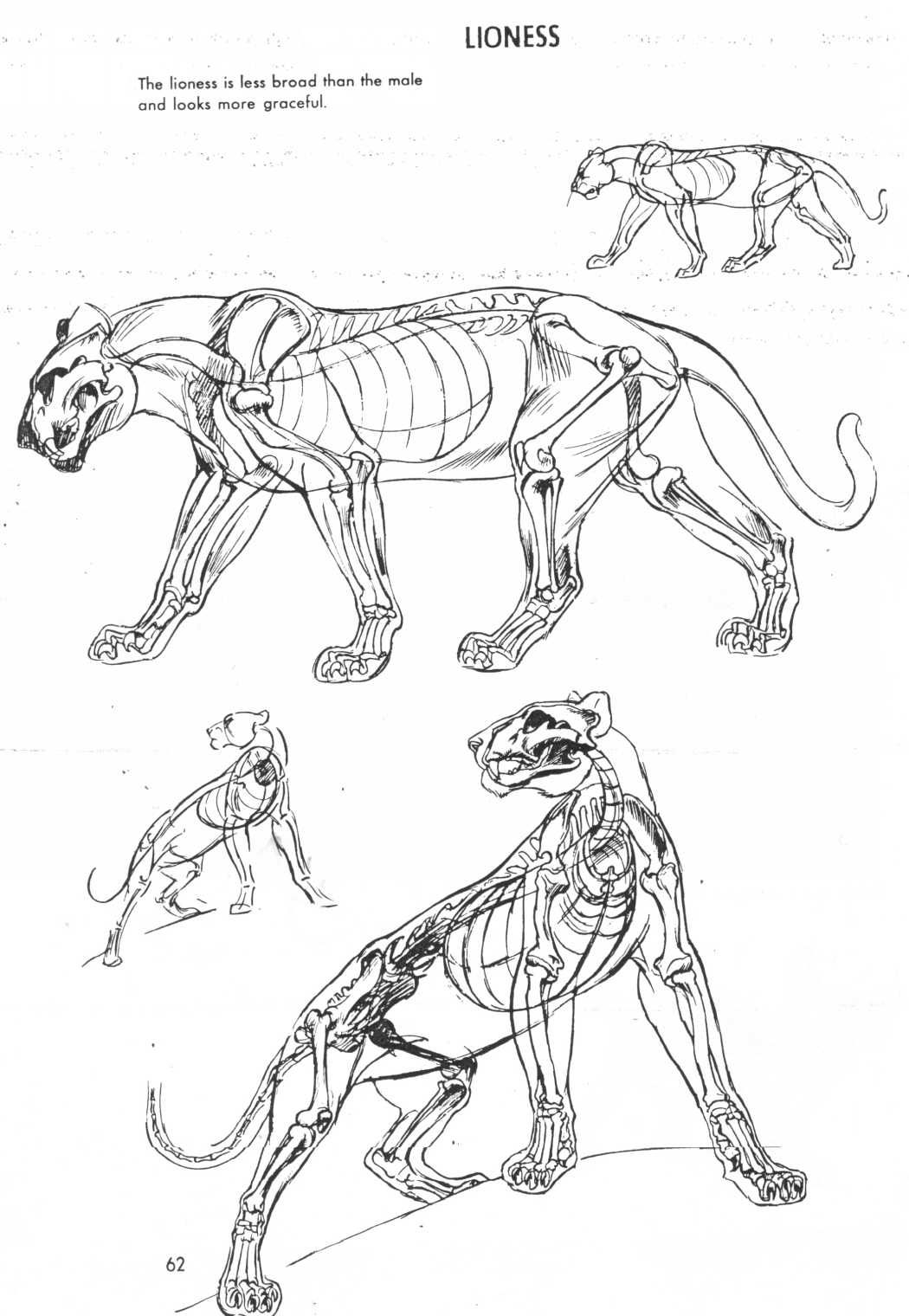 Анатомия тигра сбоку