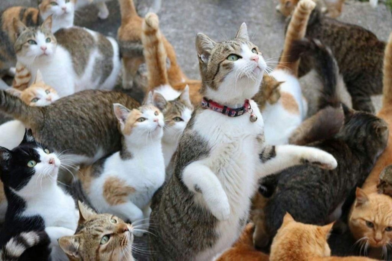 Фото где много. Тасиро остров кошек. Аосима кошачий остров. Япония остров кошек Аосима. Аошима остров кошек в Японии.