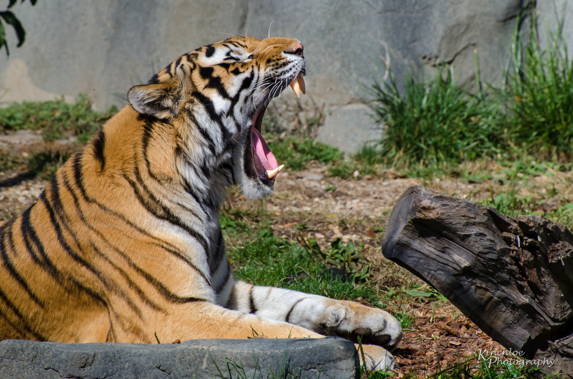 Рычащий тигр ревущий. Амурский тигр клыки. Амурский тигр зубы. Клыки Амурского тигра. Рычание Амурского тигра.
