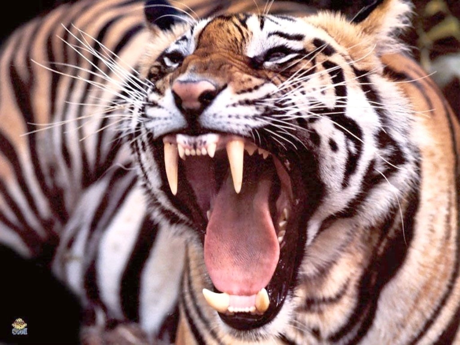 Рев тигра