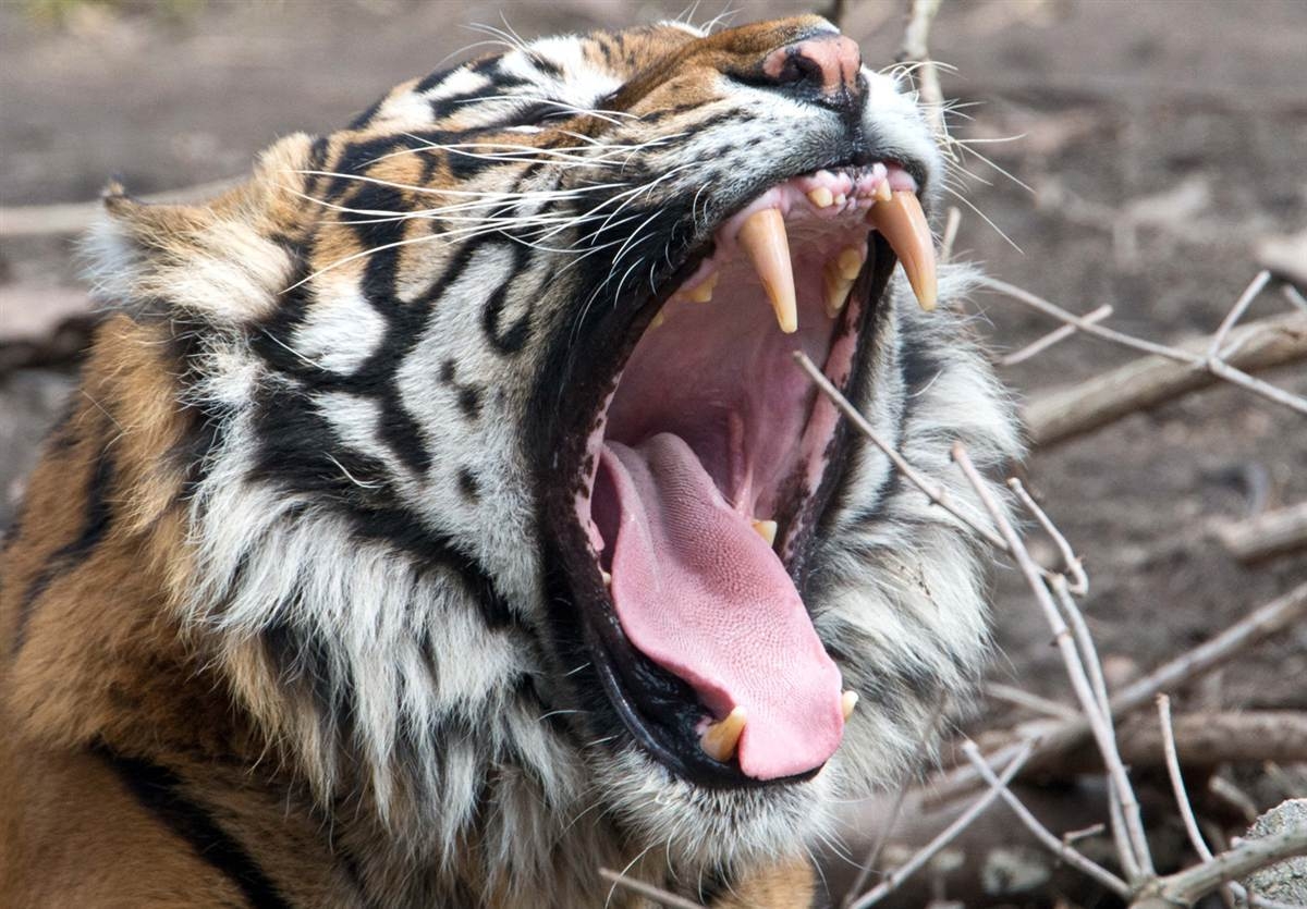 Толстый хищник. Суматранский тигр. Тайгер клыки. Пасть тигра. Клыки тигра.