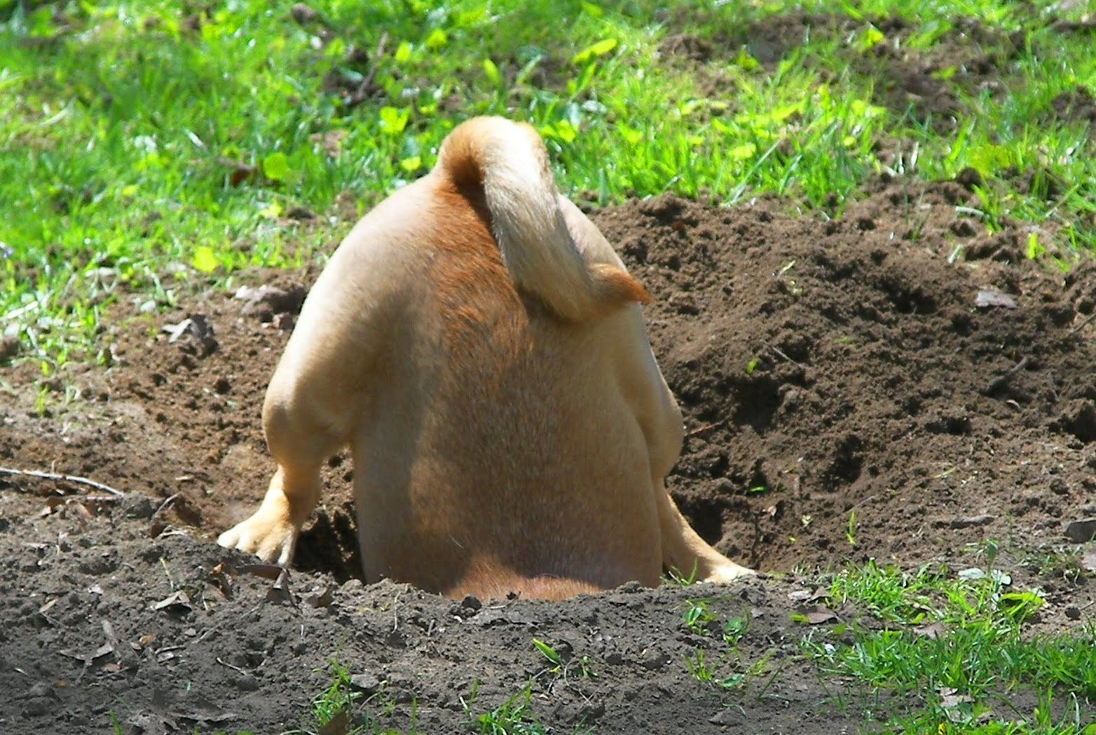 Почему собаки закапывают. Собака роет землю. Собака роет яму в огороде. Земляная собачка.