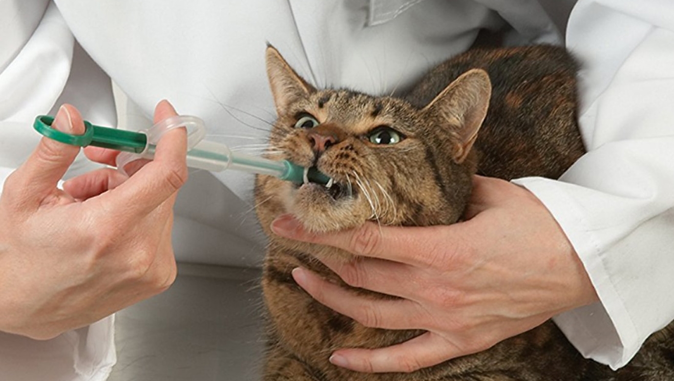 Можно ли кошке обезболивающее. Шприц для ввода лекарств кошке. Шприц для введения кошке. Дегельминтизация животных. Шприц для принудительного кормления кошек.