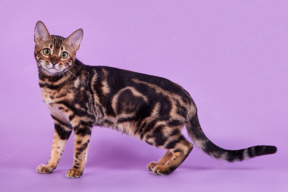Бенгальская кошка мраморная золотистая - картинки и фото koshka.top