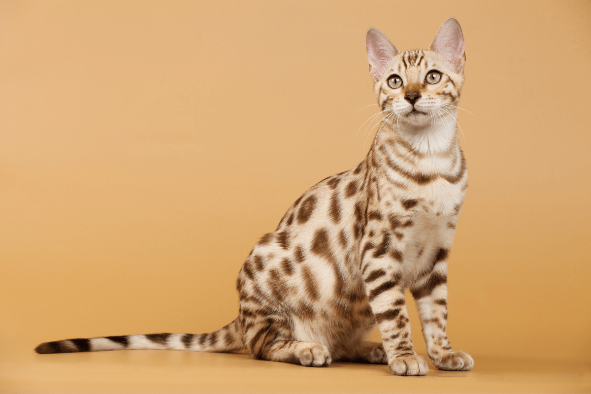 Рассмотрите фотографию пятнистой кошки породы бенгальская. Бенгальская кошка. Бенгальская короткошерстная бенгал. Линкс бенгальские котята. Снежный Линкс бенгал.