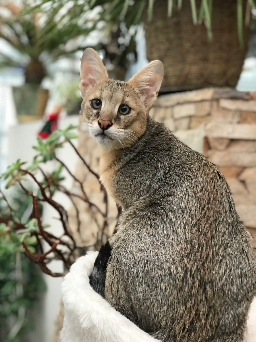 Чаузи. Чаузи f1. Чаузи кошка ф1. Чаузи ф1 абиссинский. Кошка чаузи f1.