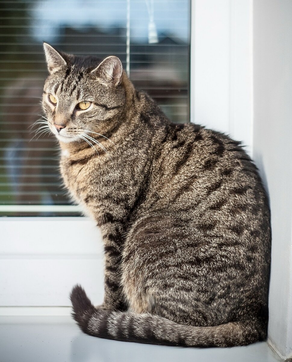 обычный полосатый кот