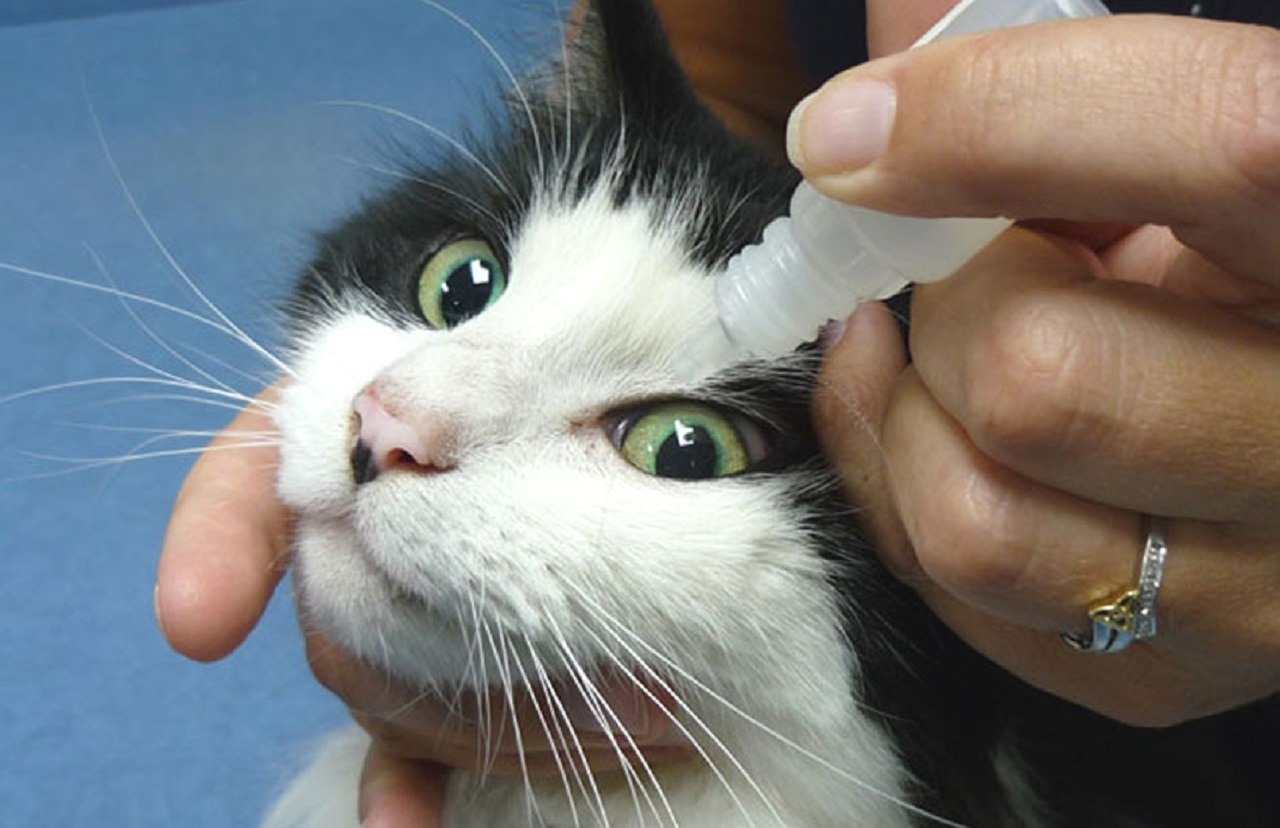 Чем промыть глаз кошке в домашних условиях. Кошачий конъюнктивит конъюнктивит кошачий.