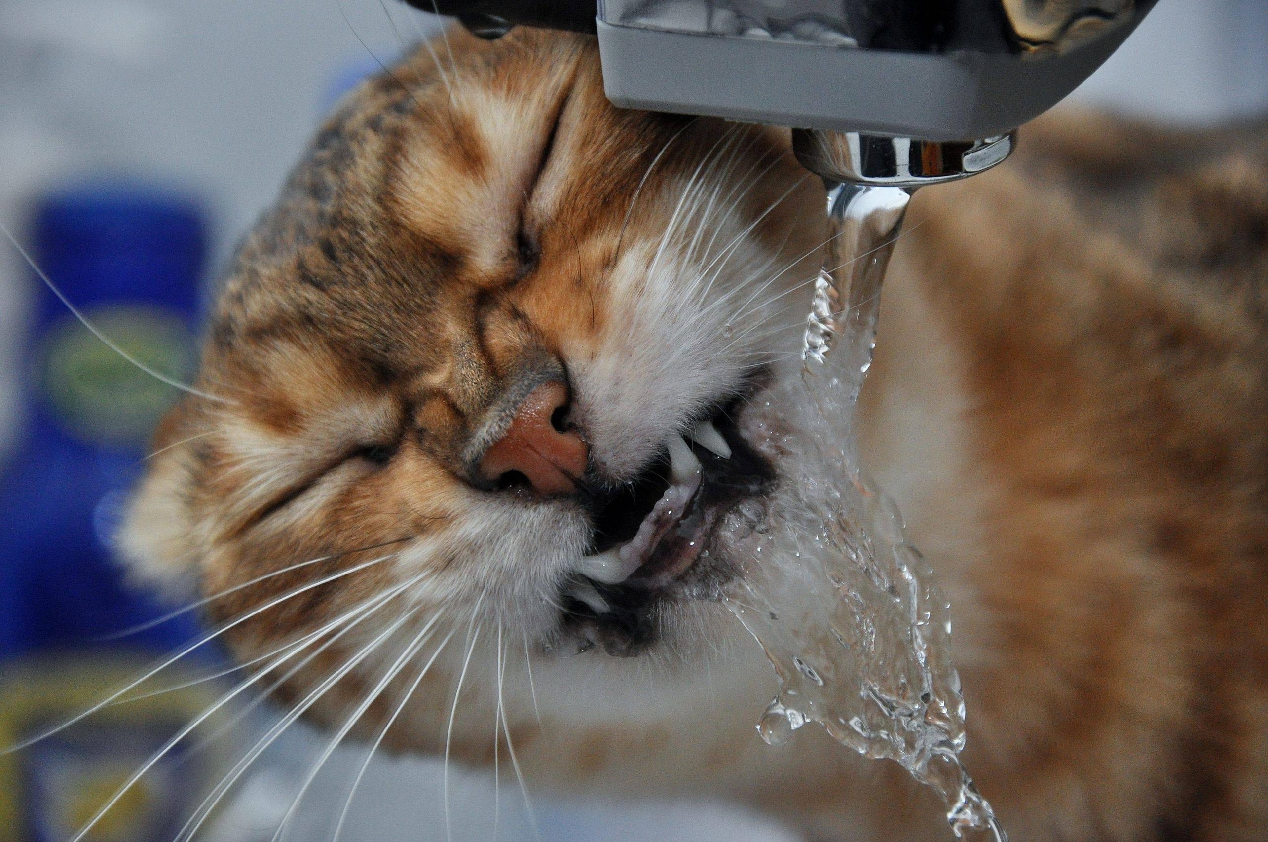 Кошка пьет лапой. Котик умывается. Кот пьет воду из под крана. Кот умывается под краном. Кошка под краном.