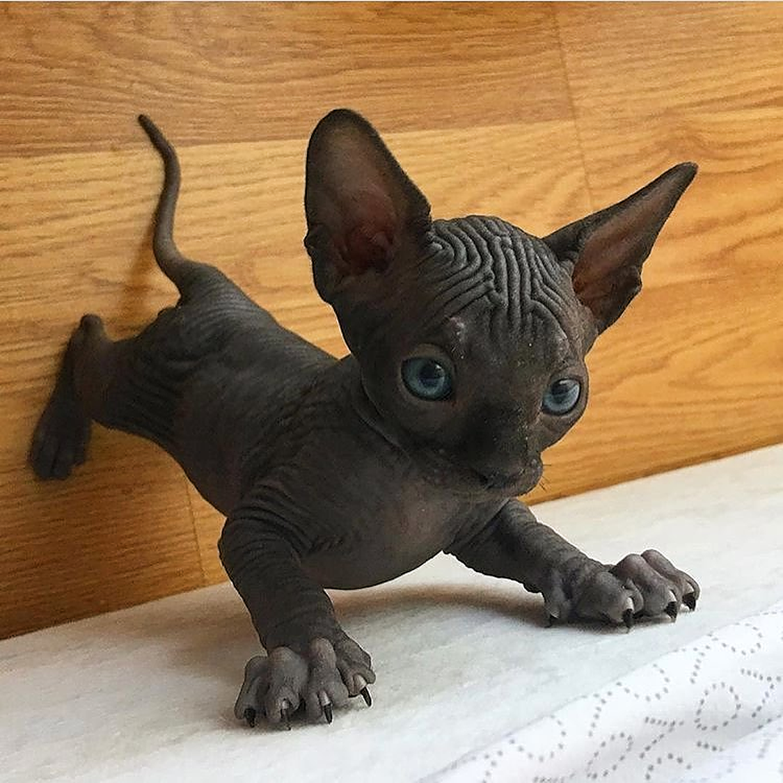 Канадский сфинкс черный котенок - картинки и фото koshka.top