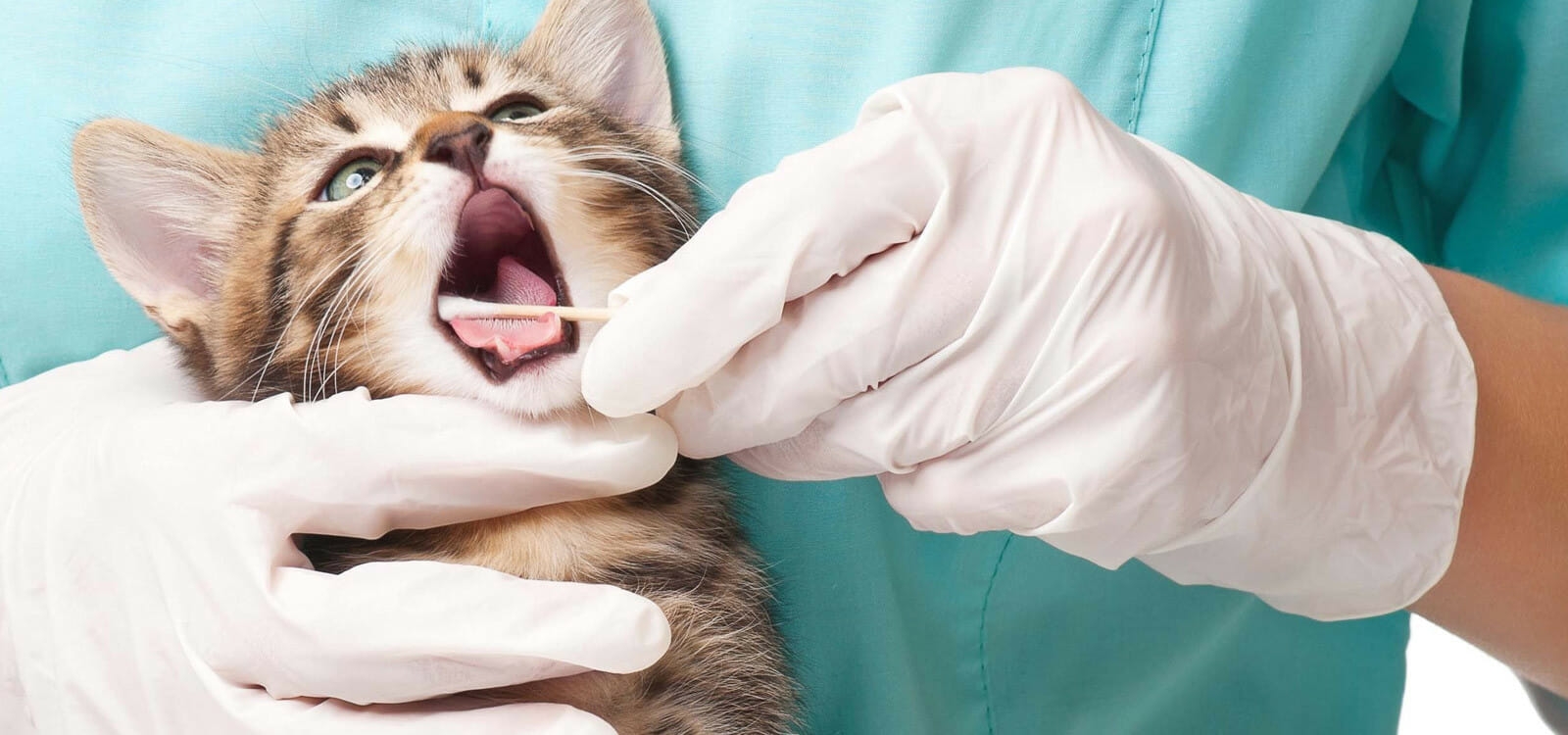 Калицивирусная инфекция у кошек Ветеринария