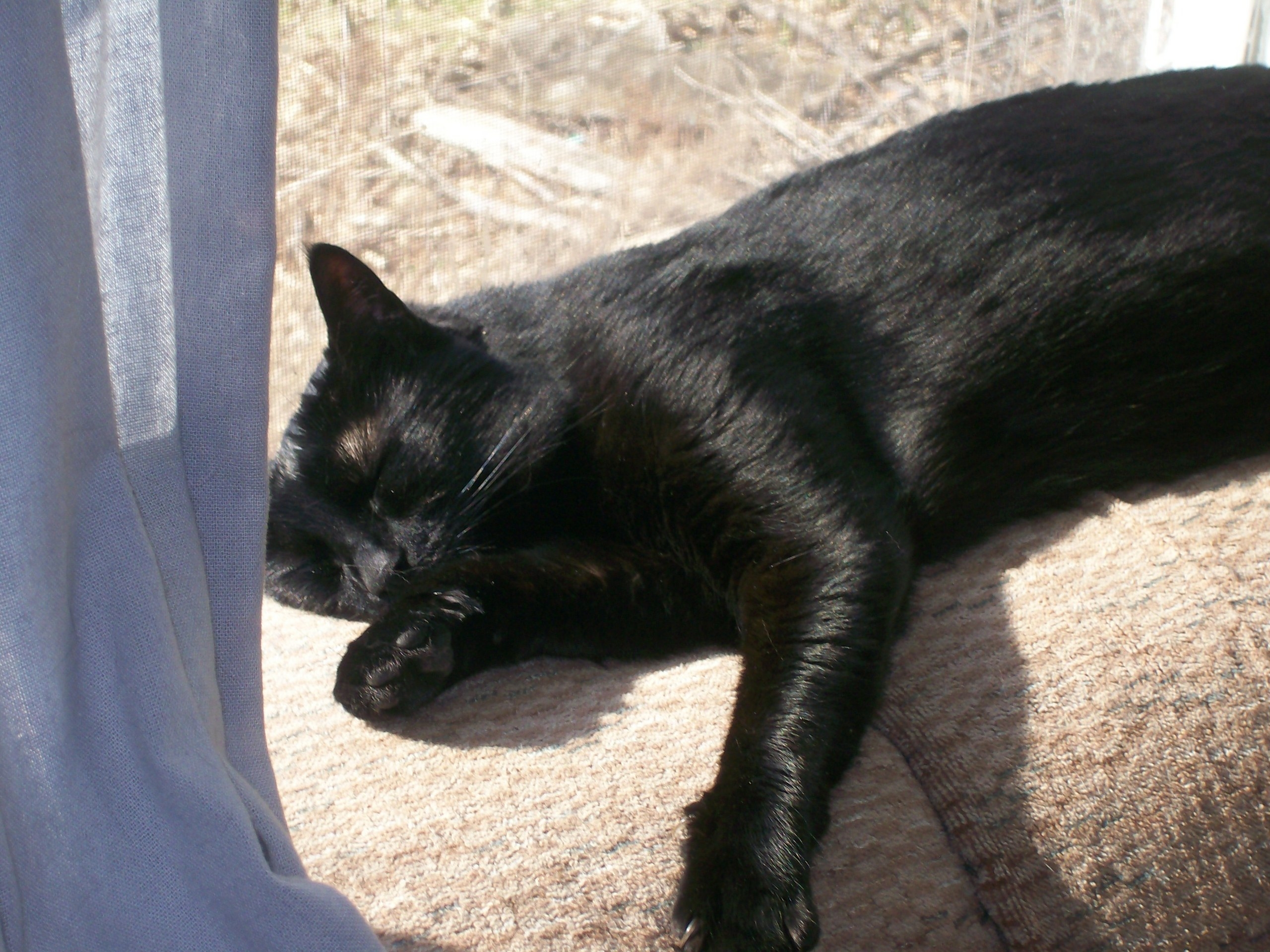 Черная кошка в доме хорошо. Чёрный кот. Полностью черная кошка. Черный домашний кот. Большой черный кот.