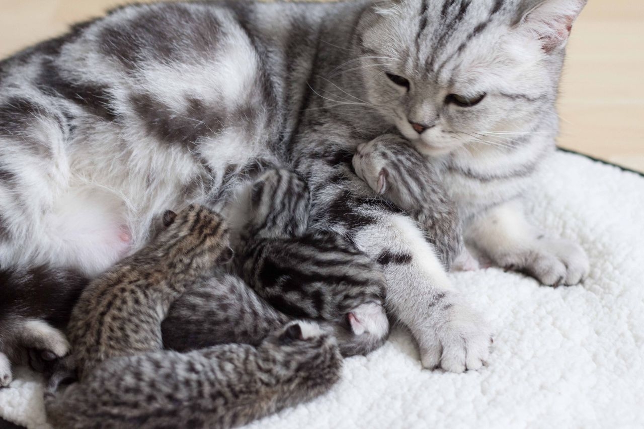 Шотландская кошка родила котят. Новорожденные скоттиш фолд. Британская короткошёрстная кошка котята Новорожденные. Вислоухий вискас. Новорожденные Шотландские котята.