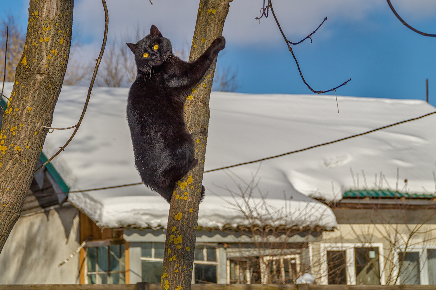 Мартовский кот. Мартовская кошка. Мартовский кот фото. Кот дворник.