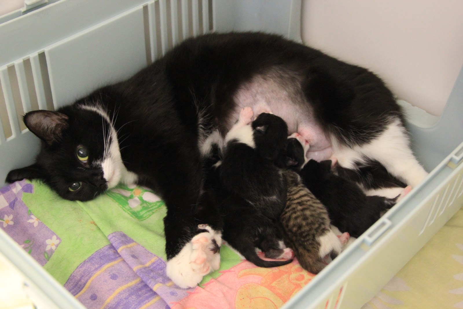 8 котят у кошки. Кошка с новорожденными котятами.