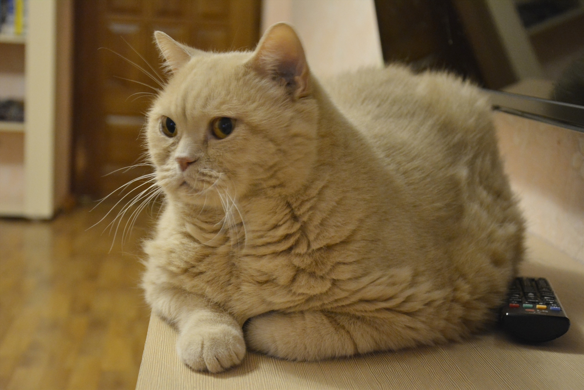 Персиковый британец кот