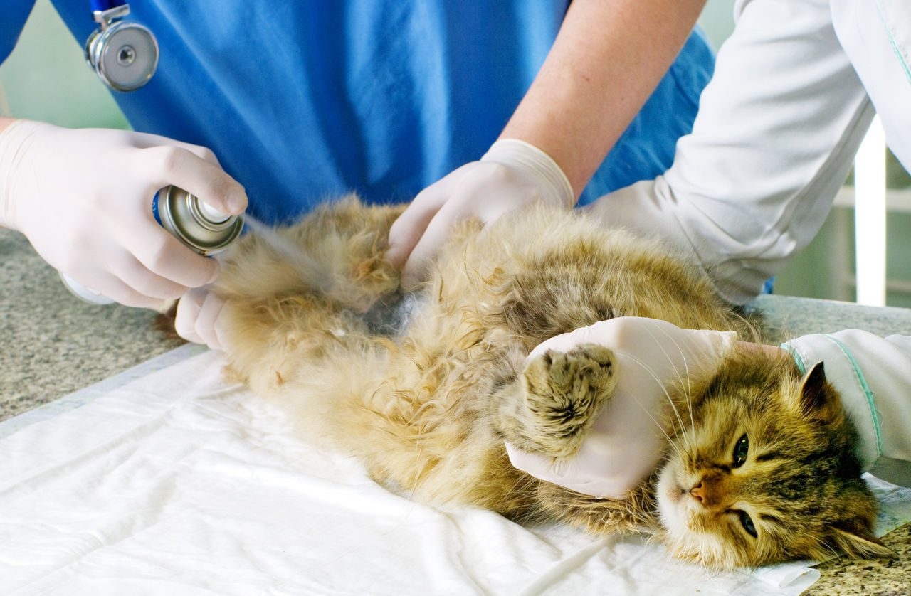 Ветеринар усыпить кошку