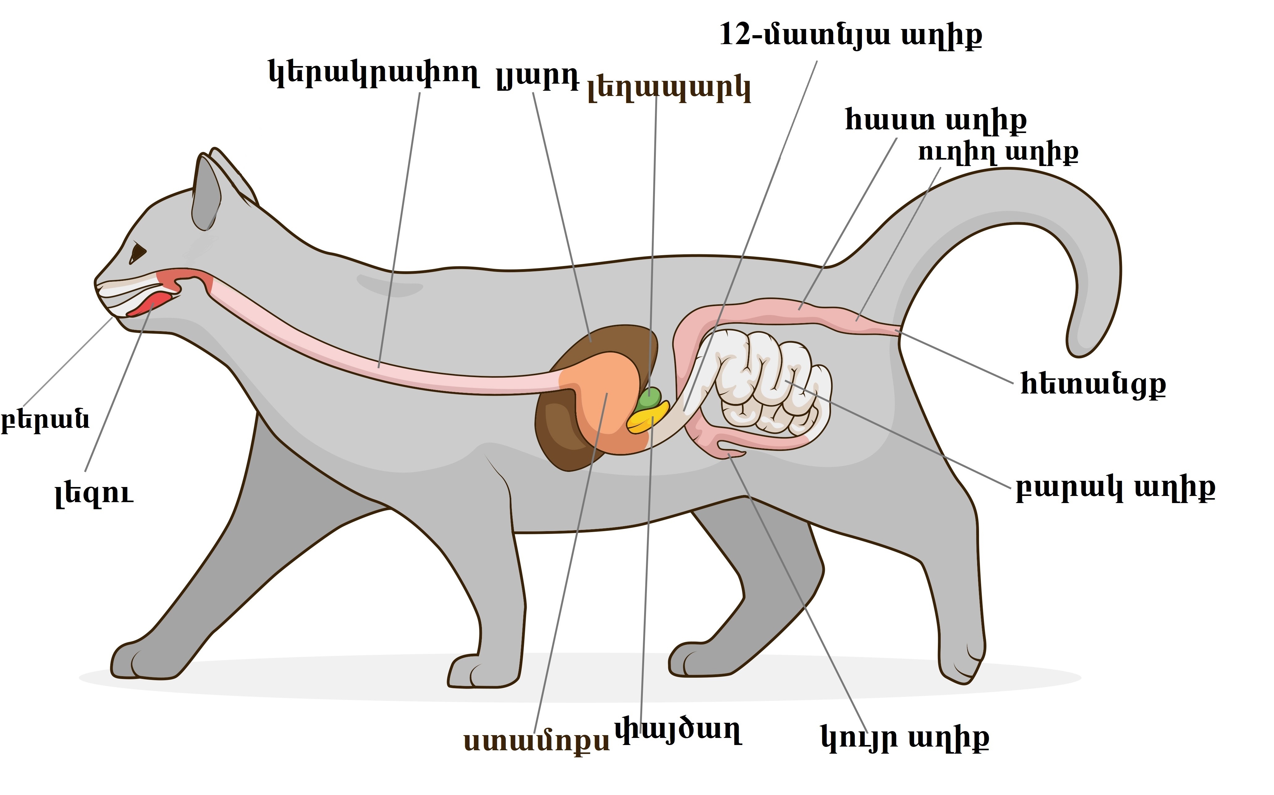 Пищеварительная система кошки анатомия