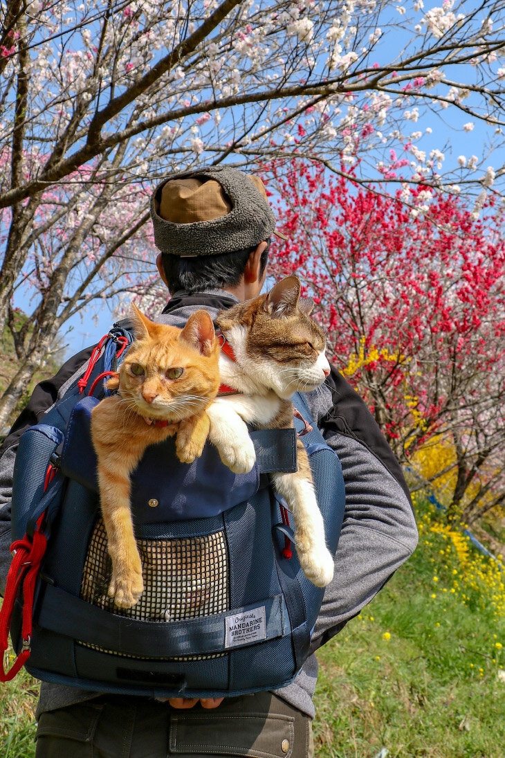 Кот путешествует