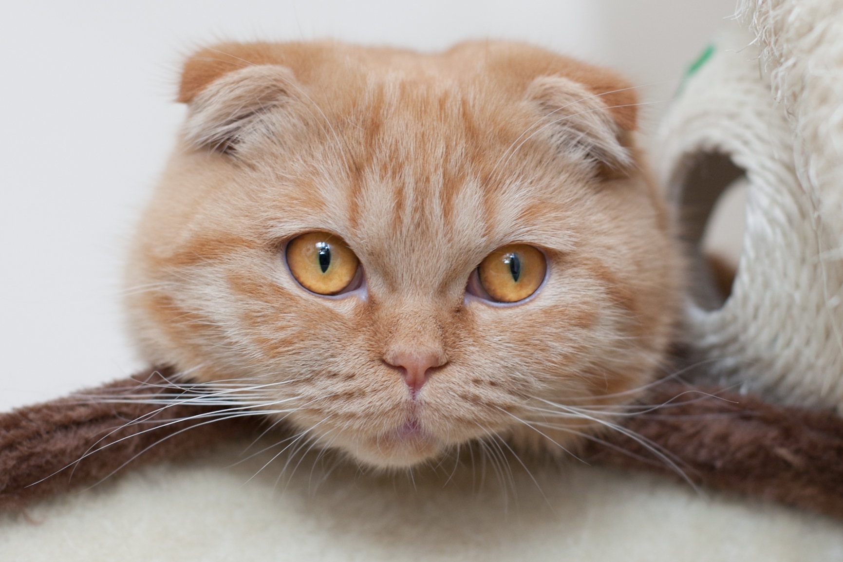 Рыжий вислоухий кот порода - картинки и фото koshka.top