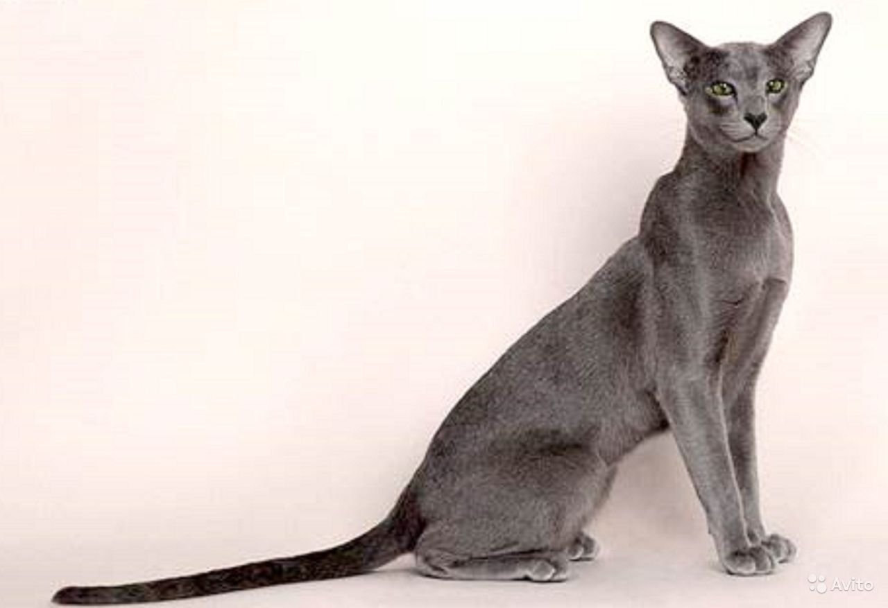 Окрас кошки породы ориентальная. Голубой ориентальный кот. Голубая короткошерстная Ориентальная кошка. Кот Ориентал голубой. Ориентал кошка серая.