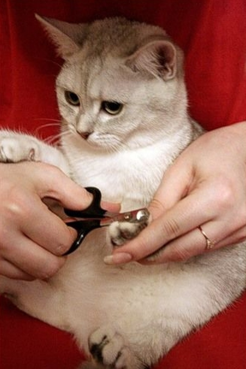 Стрижка ногтей у кошек. Стрижка когтей у кошек. Подстричь когти котенку. Стрижка когтей котенку. Как стричь когти кошке.