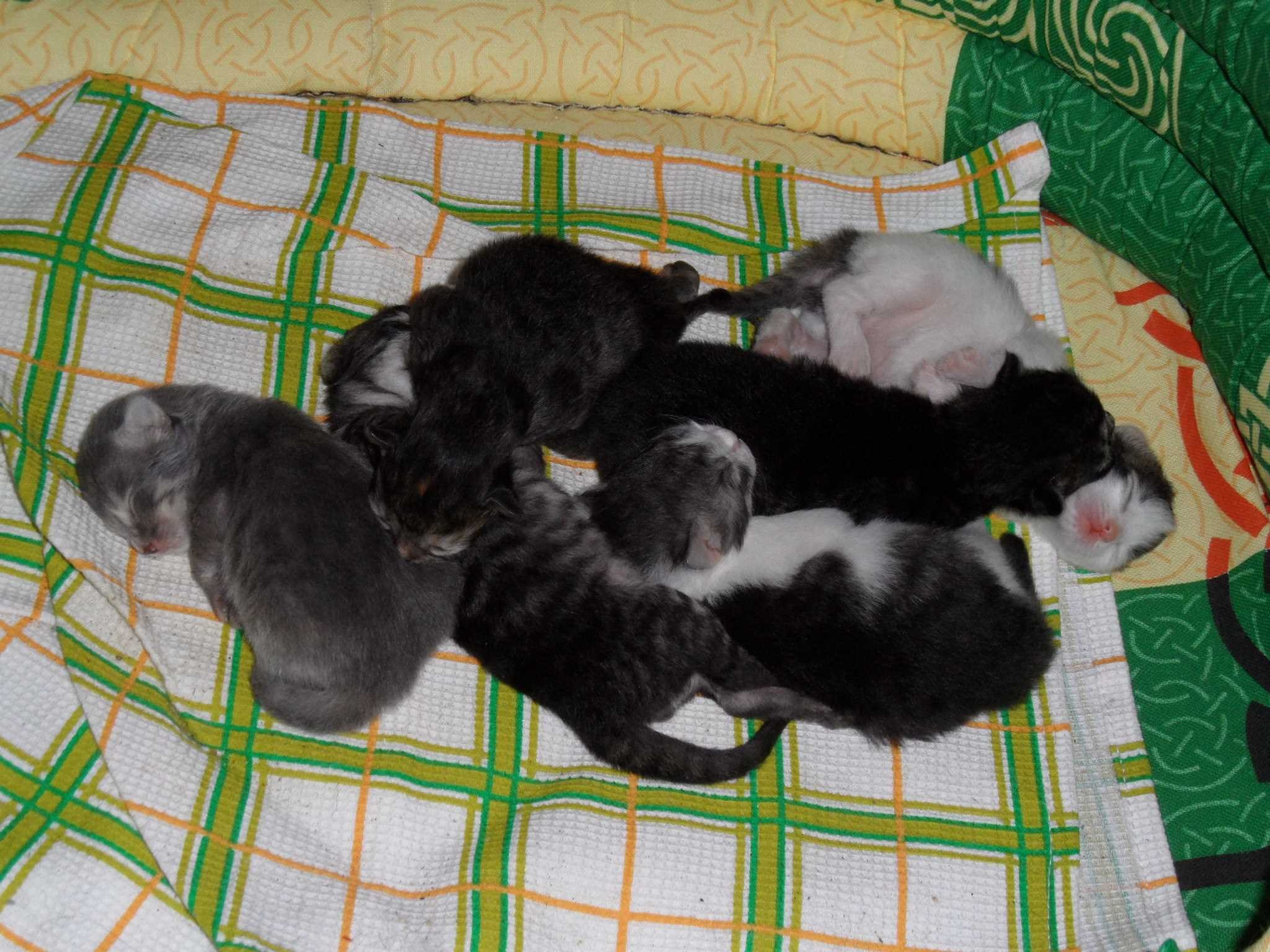 Какие котята рождаются у черной кошки. Новорожденные котята. Новорожденные котята вислоухие. Черные Новорожденные котята. Новорожденные Шотландские котята.
