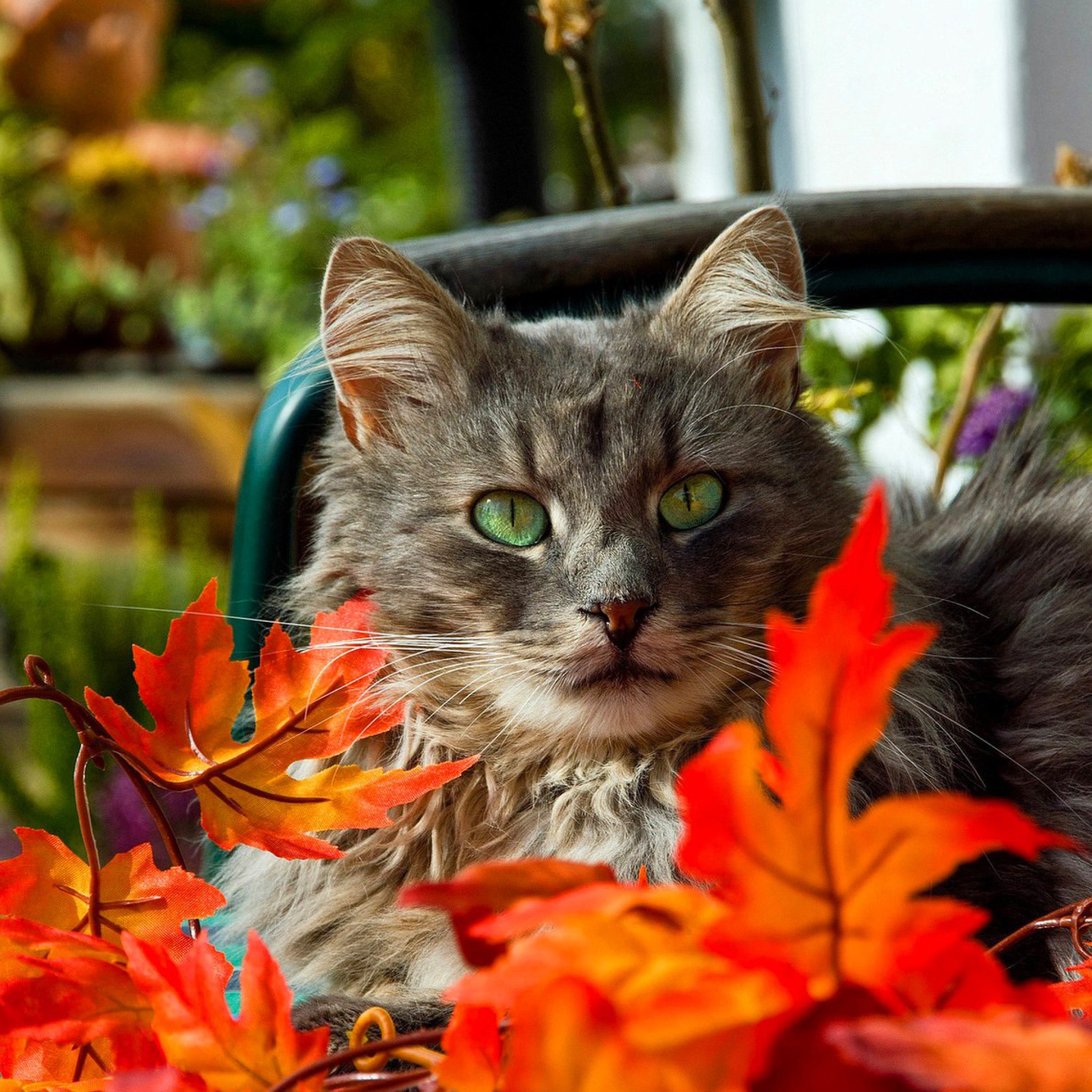 Осенние коты картинки. Кот осень. Осенний котик. Кошки осенью. Кошка в осенней листве.