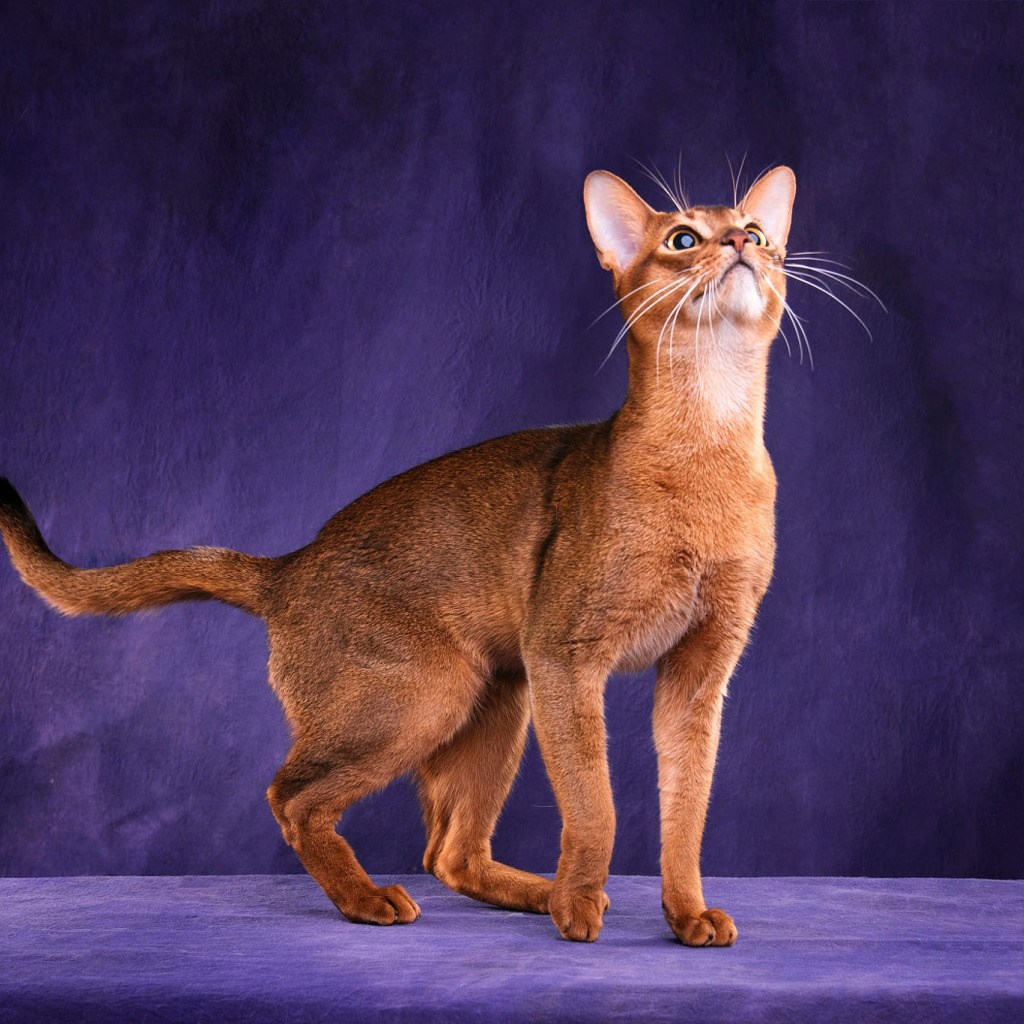 Порода кошек с рыжей шерстью. Абиссинец Манчкин. Абиссинская короткошерстная. Шотландский абиссинец. Рыжая кошка порода Абиссинская.