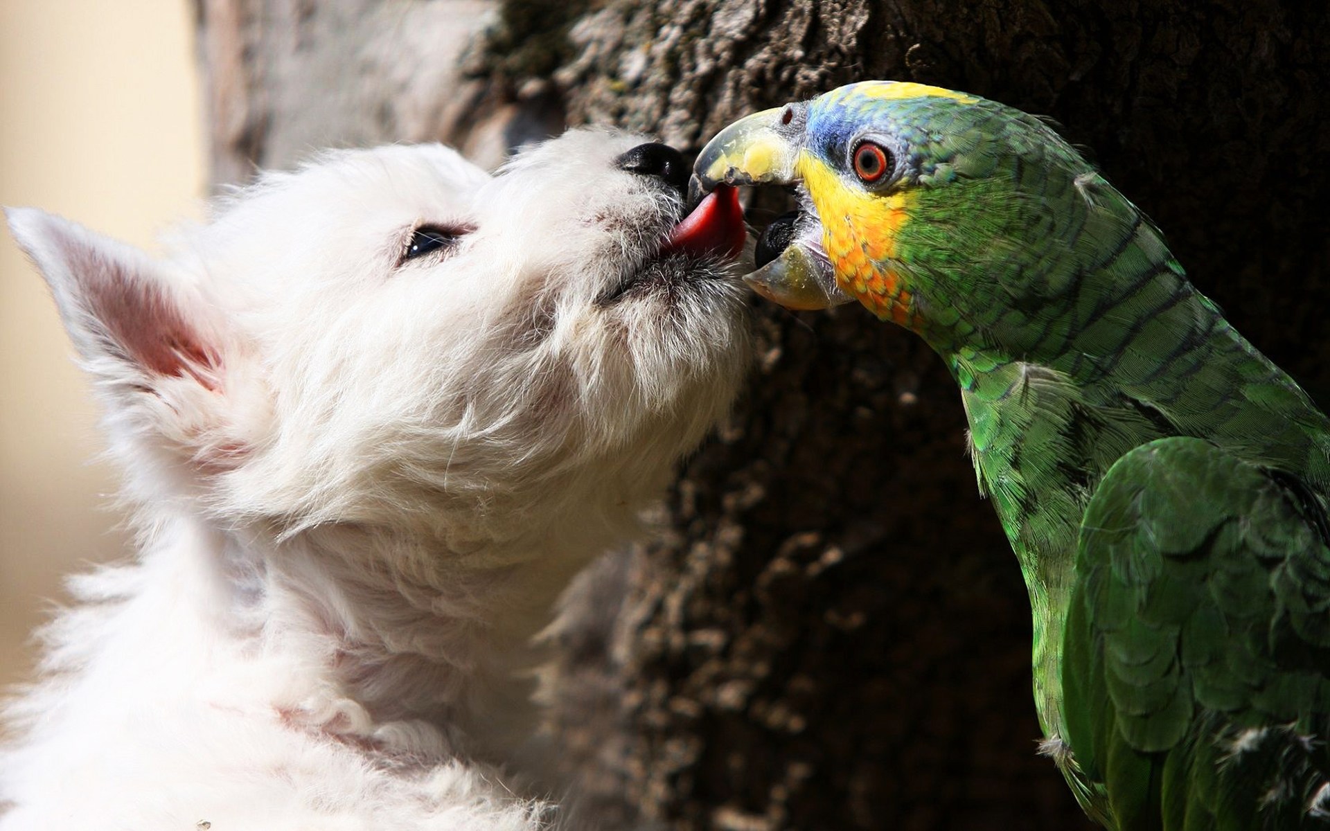 Parrots are the pets. Попугай жако. Забавные животные. Попугай фото. Необычные красивые животные.
