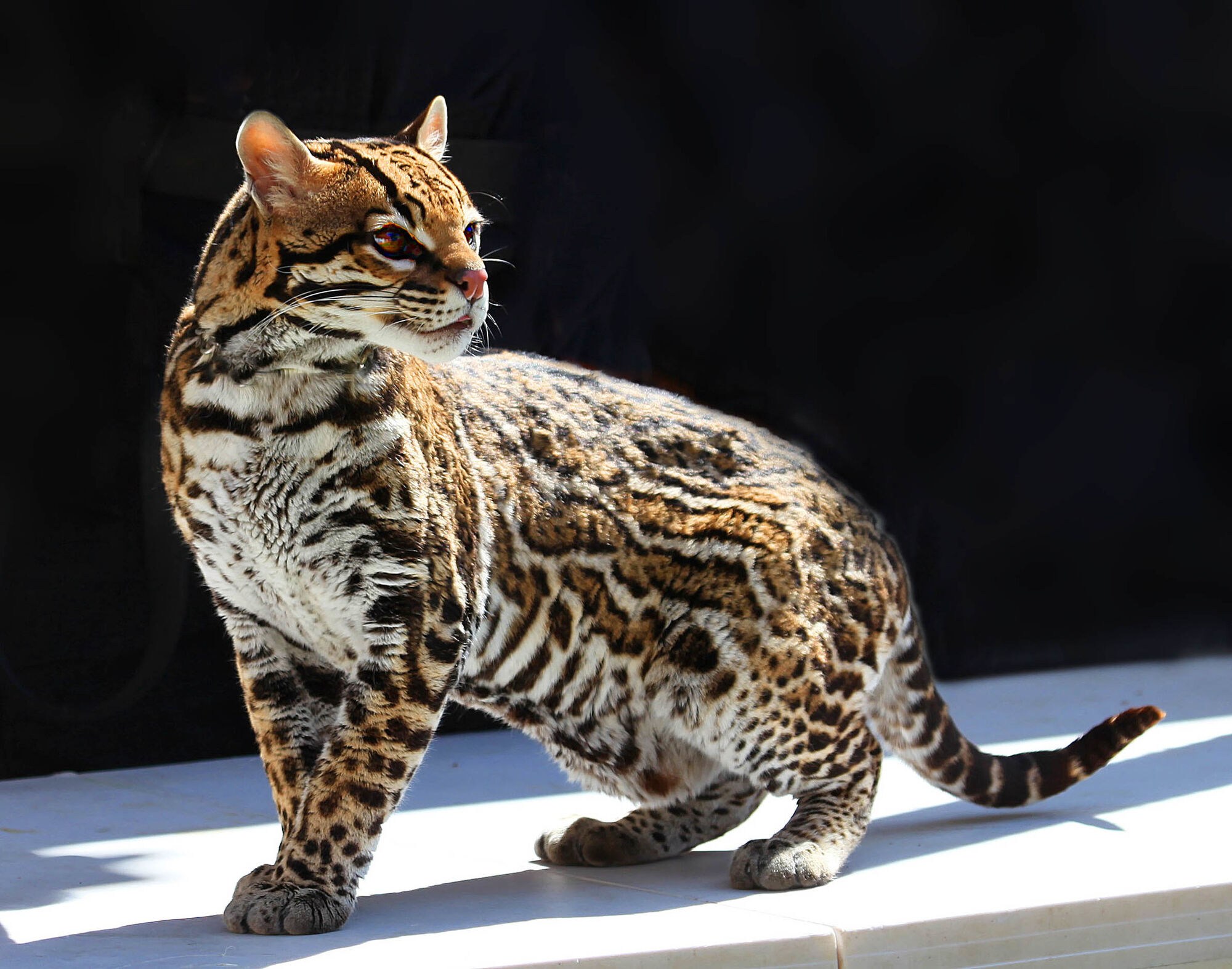 Пестрый окрас породы. Бенгальский леопард. Кошка леопард порода. Тойгер. Prionailurus bengalensis.