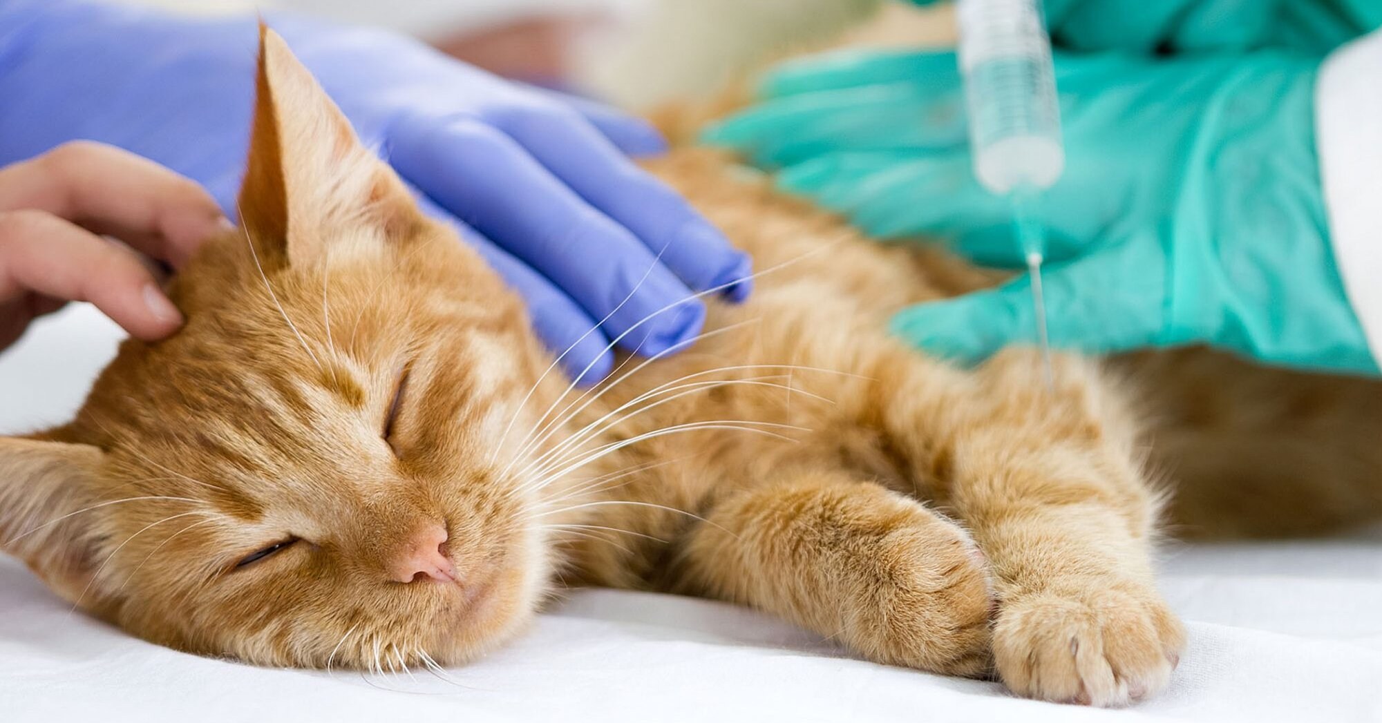Можно ли кошке обезболивающее. Кошка Ветеринария. Рыжий кот болеет.