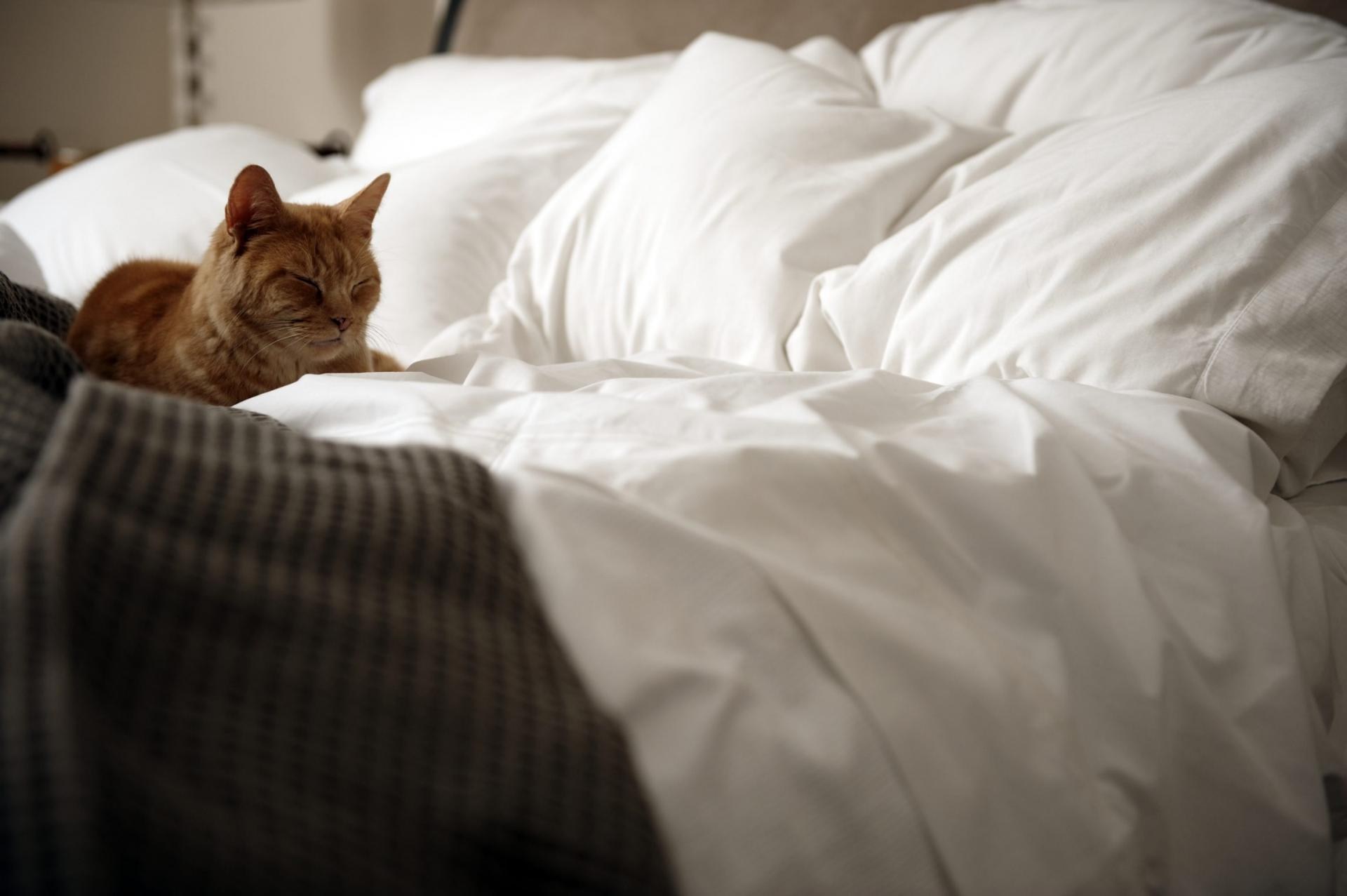 Котенок в постели. Кот в кровати. Кровать для кошки. Кровать кошечка. Кошечки в постельке.