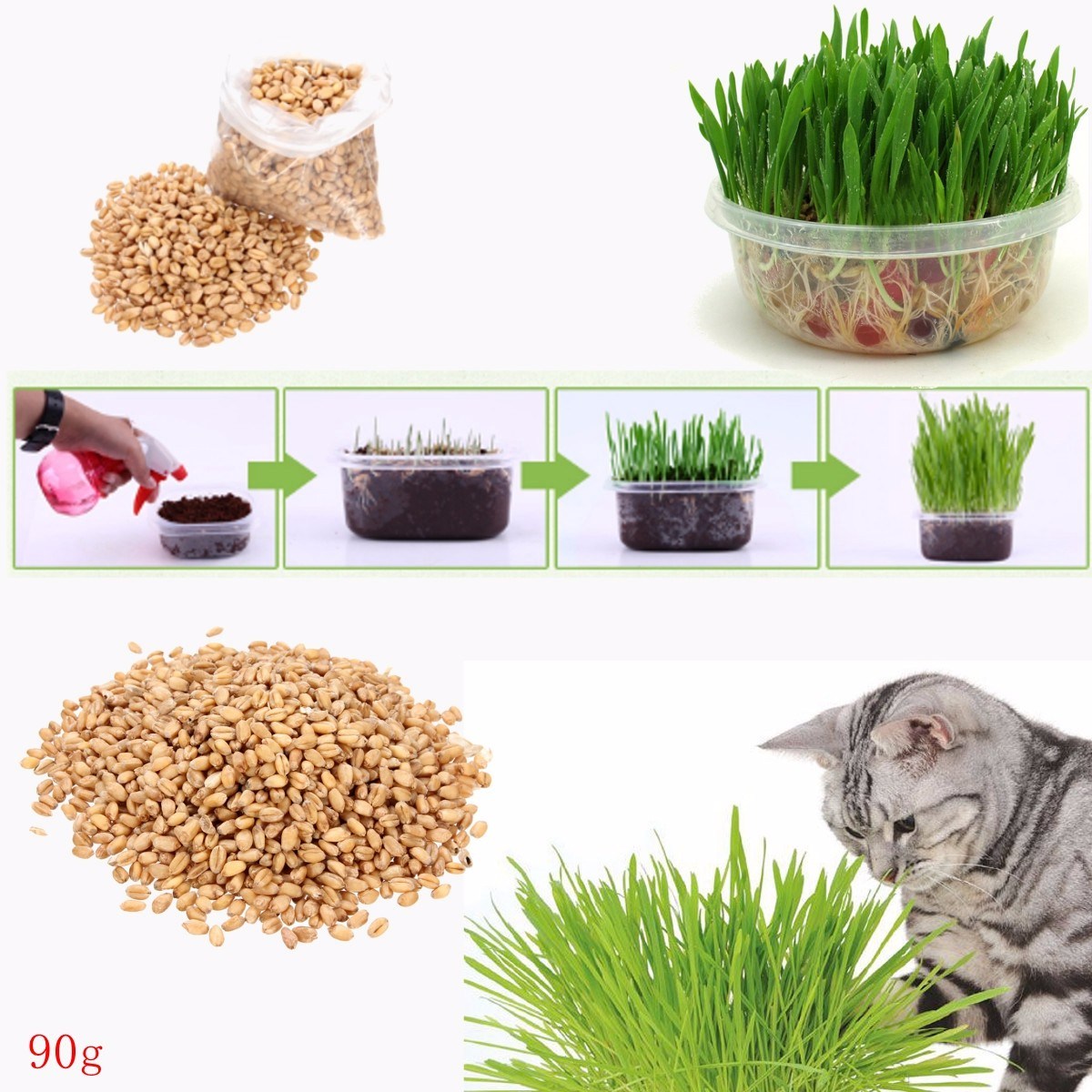 Семена кошачьей травы