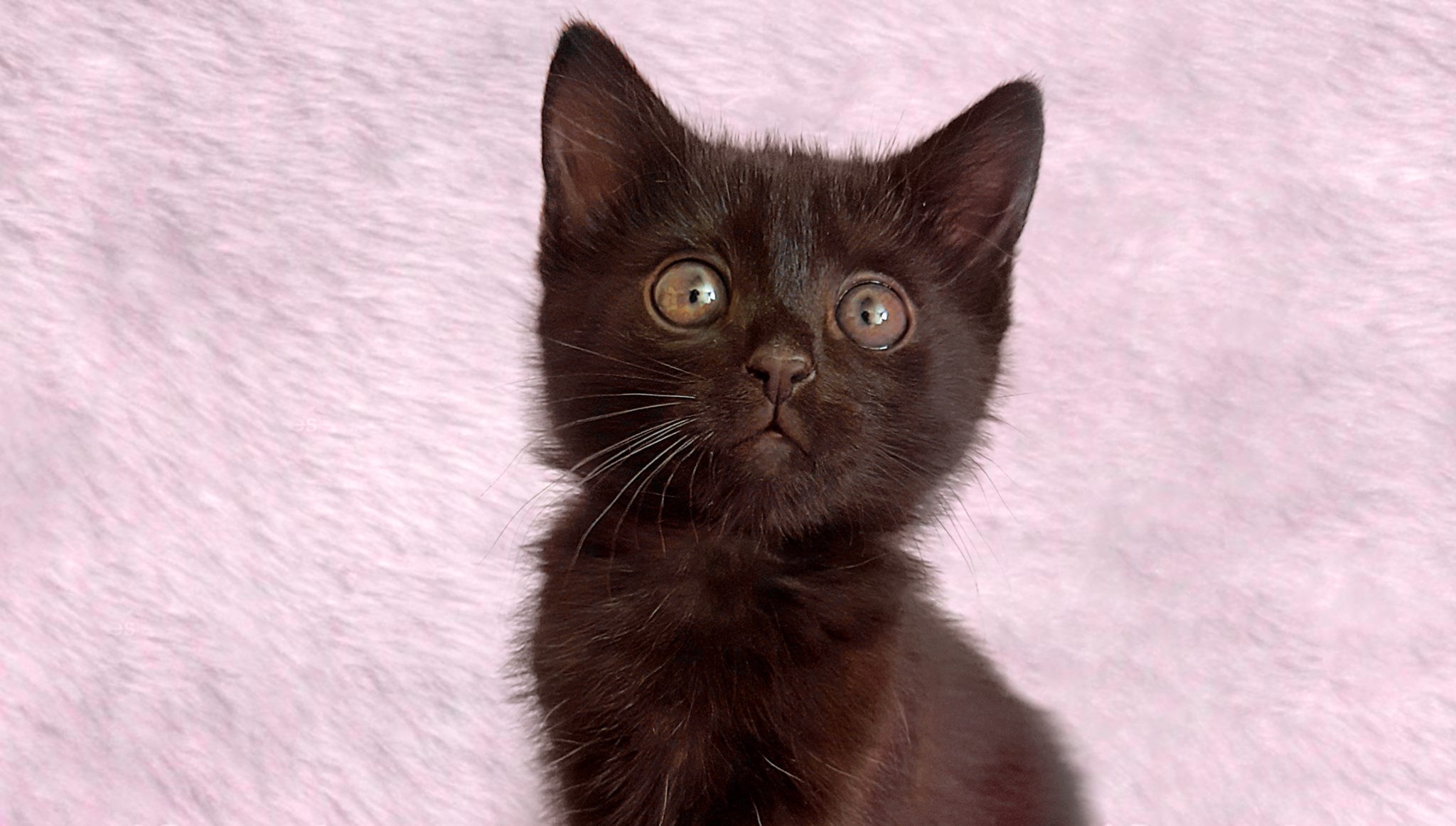 Коричневый черный котенок