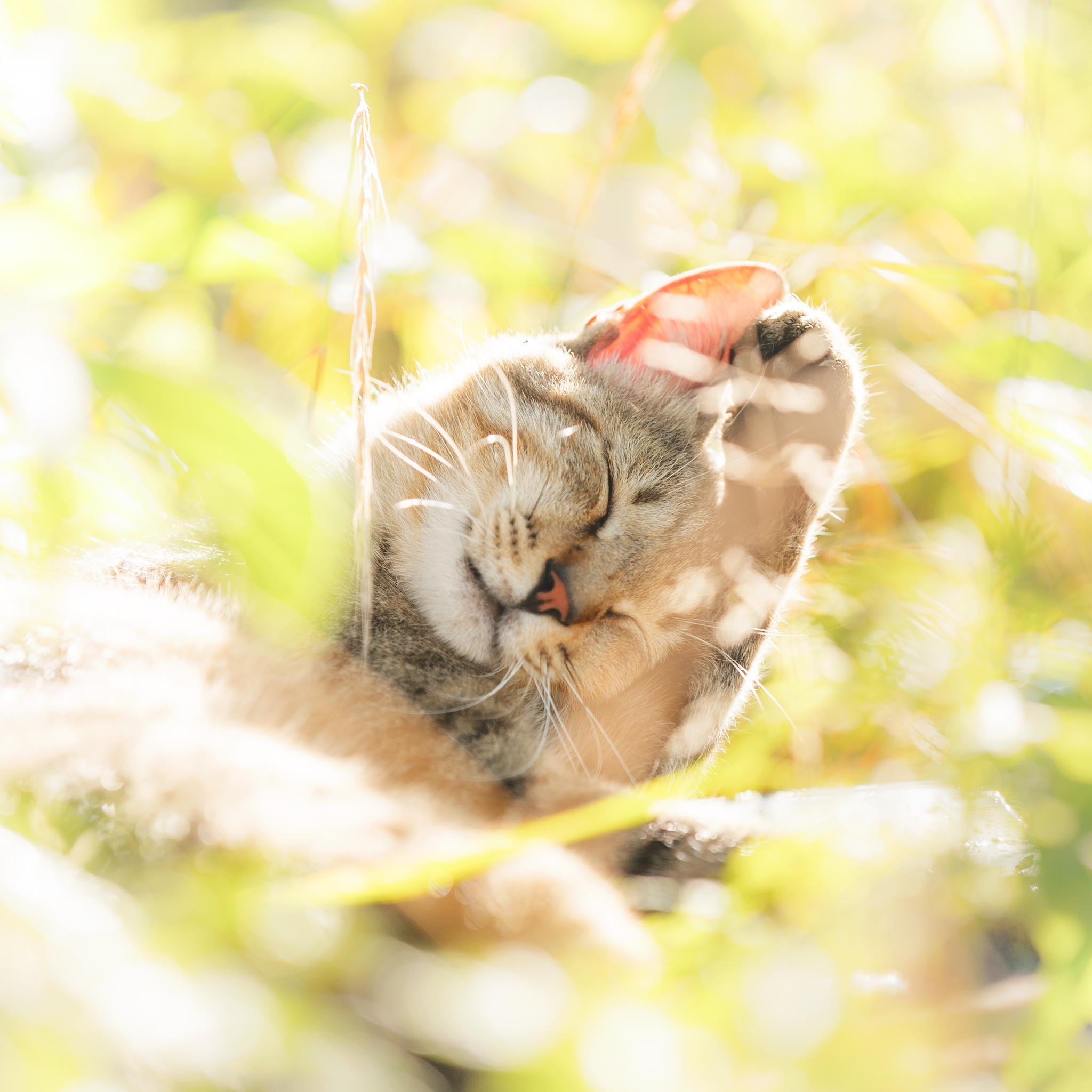 Кошка счастье. Солнечное утро котики. Котик на солнышке. Котёнок и солнышко. Котик в солнечных лучах.