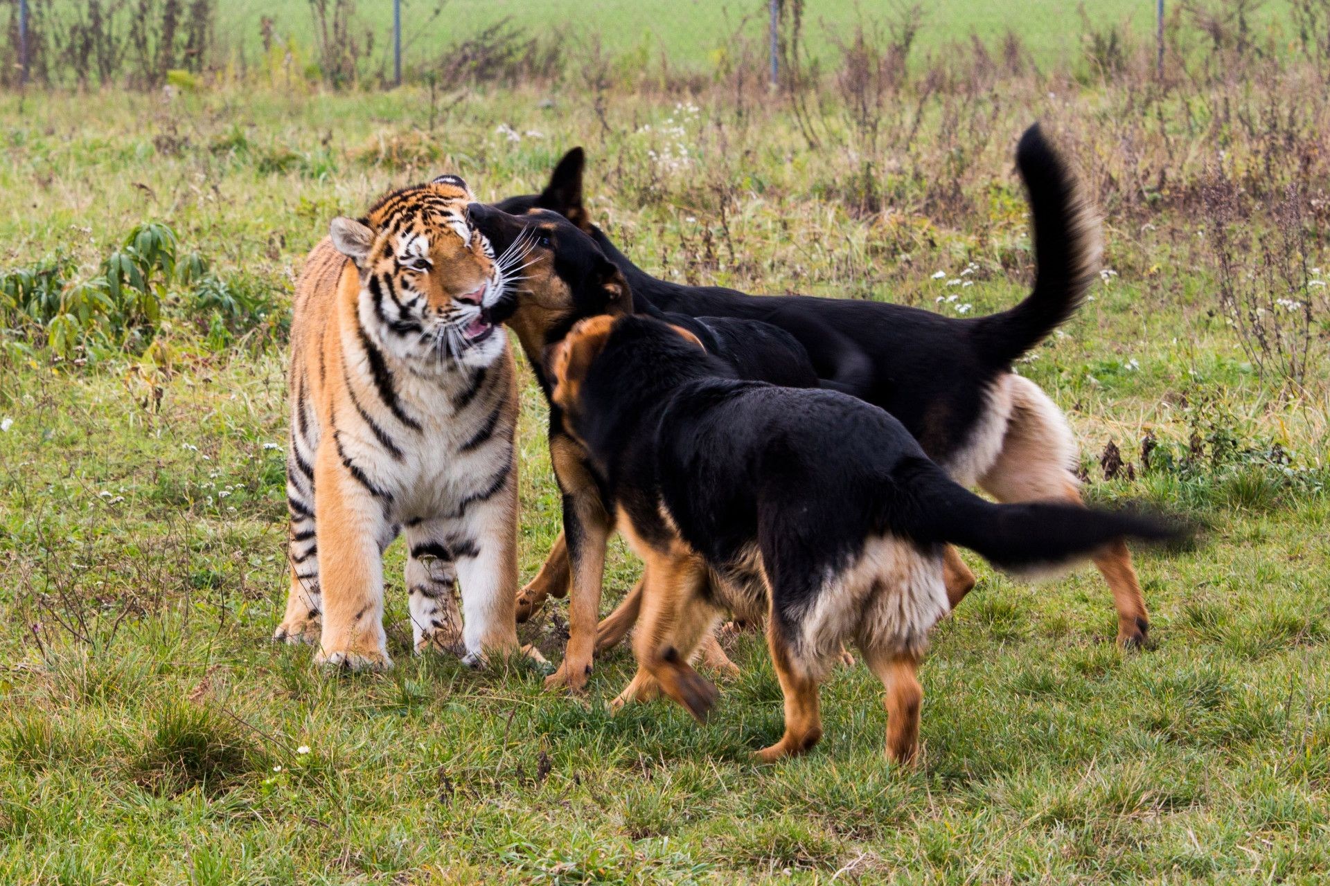 Тигр и собака мужчина. Тайгер порода собак. Лев и тигр. Дружба животных разных видов. Собака тигр.