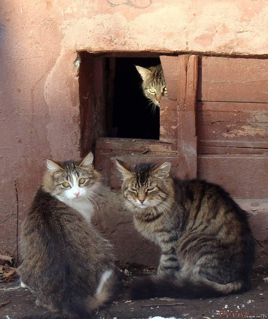 Дома живет кошка. Коты в подвале. Подвальные котята. Бездомные котята в подвалах. Кошка в подвале дома.