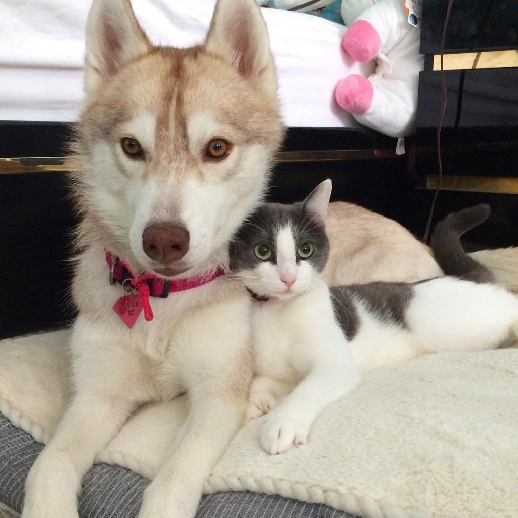 Скинь котенка. Сибирский хаски +кошка. Хаски и кот. Хаски и кошка. Котята хаски порода.